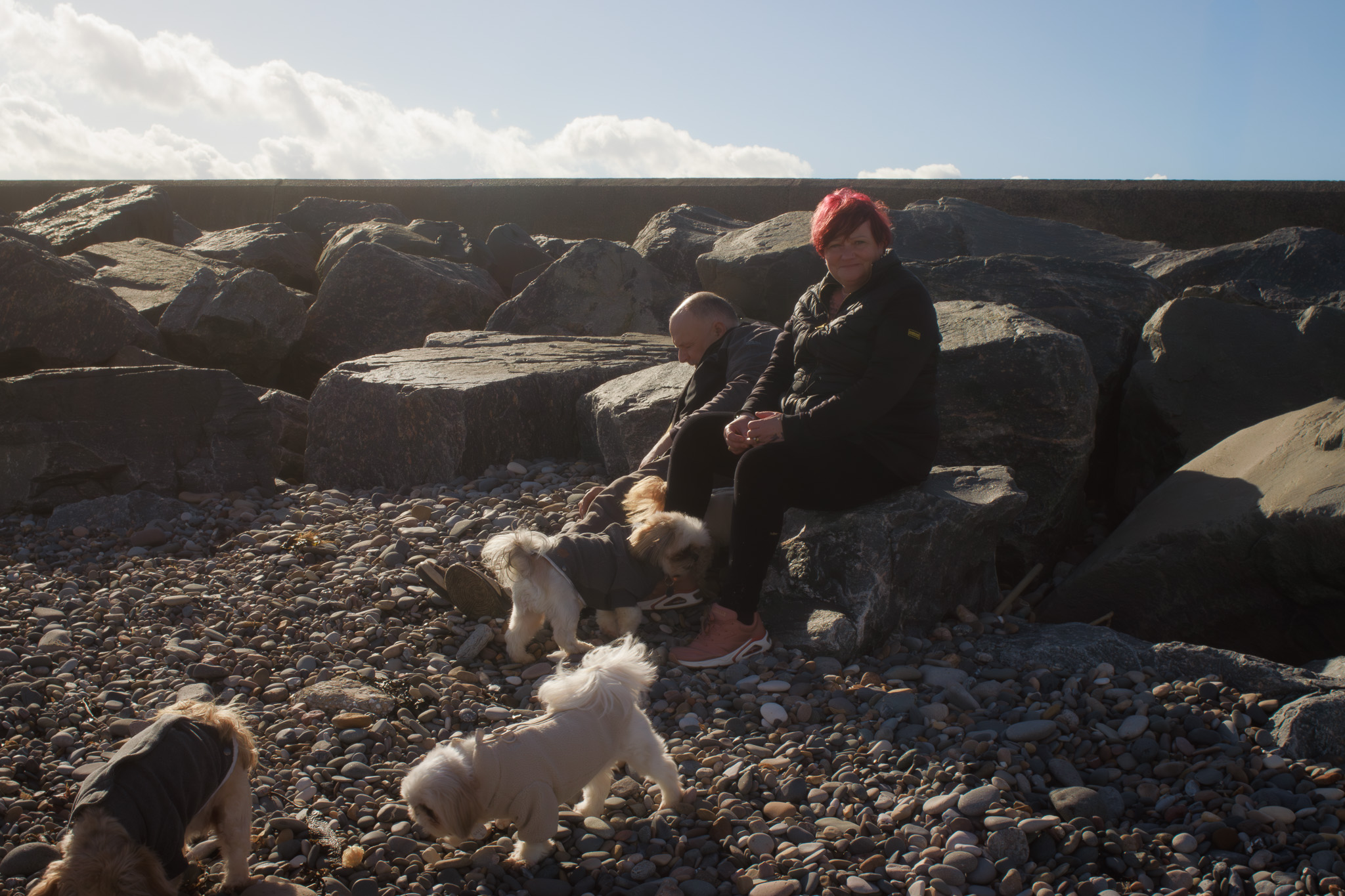 Photograph of a man and a woman sitting on some rocks at the beach. Five small dogs mill around their feet. The man is bending down to take the lead off one of the dogs and the woman is looking at the camera.